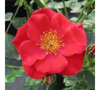 YouGarden Harkness Climbing Rose 'Summer Sweetheart' ® 3-4 Litre Pot, Gift Wrapped