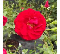 Yougarden Harkness Climbing Rose 'summer Sweetheart' 4 Litre Pot, Gift Wrapped