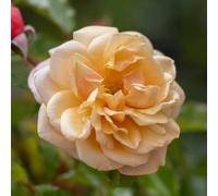 YouGarden Harkness Climbing Rose 'Susie' ®, 4 Litre Potted, Ready to Plant, For Garden Containers, Borders and Beds
