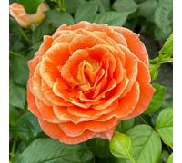 YouGarden Harkness 'Fab at 50' ® Birthday Rose, Birthday Present, 50th Gift, presented in a 4 Litre Pot, Ready To Plant