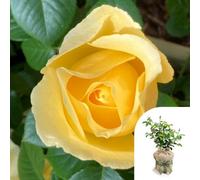 YouGarden Harkness 'Fab at 65' ® Birthday Rose, 1 x 4 Litre Potted, Gift Wrapped, Yellow Scented Garden Gift Rose