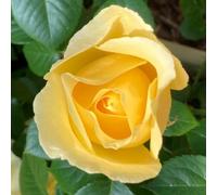 YouGarden Harkness 'Fab at 65' ® Birthday Rose, 1 x 3-4 Litre Potted, Gift Wrapped, Yellow Scented Garden Gift Rose