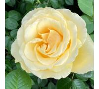 YouGarden Harkness 'Fab at 65' ® Birthday Rose, 1 x 4 Litre Potted, Yellow Scented Garden Gift Rose