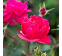 YouGarden Harkness 'Fab at 75' ® Birthday Rose, Gift Wrapped 3-4 Litre Potted Raspberry Red, Scented, Garden Rose, Birthday Gift