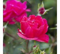 YouGarden Harkness 'Fab at 75' ® Birthday Rose, Gift Wrapped 3-4 Litre Potted Raspberry Red, Scented, Garden Rose, Birthday Gift
