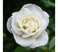 Yougarden Harkness 'fab At 85' Birthday Rose, Gift Wrapped 4 Litre Potted, White Scented Garden Rose, Long Flowering Gift