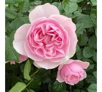 YouGarden Harkness 'Fab at 90' ® Birthday Rose, Gift Wrapped 4 Litre Potted, Pink Scented Garden Rose, Long Flowering Gift Plant