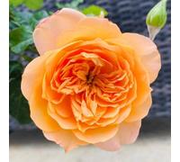 YouGarden Harkness Heather's Rose, Peach Apricot Rose, Gift Wrapped 4 Litre Pot, Fragrant Garden Gift, Ready To Plant
