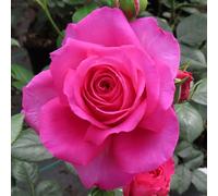 YouGarden Harkness Kirsty's Rose, 4 Litre Potted