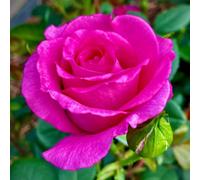 Yougarden Harkness Kirsty's Rose, Gift Wrapped 4 Litre Potted