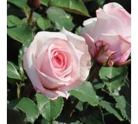 YouGarden Harkness Linda's Rose, 1 x 4 Litre Shell Pink, Fragrant Repeat Flowering, Floribunda, Ready To Plant