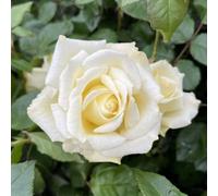 YouGarden Harkness Lynn's Rose, Established Rose in 4 Litre Pot, Ready to Plant