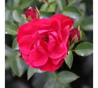 YouGarden Harkness Matthew's Rose, Gift Wrapped Established Plant in 3-4 Litre Pot, Ready to Plant Patio Rose, for Raspberry Red Flowers, Plant in Pots, Beds, or Borders for Summer to Autumn Flowers