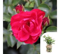 Yougarden Harkness Matthew's Rose, Gift Wrapped Established Plant In 3-4 Litre Pot, Ready To Plant Patio Rose