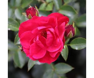YouGarden Harkness Matthew's Rose, Gift Wrapped Established Plant in 3-4 Litre Pot, Ready to Plant Patio Rose, for Raspberry Red Flowers, Plant in Pots, Beds, or Borders for Summer to Autumn Flowers