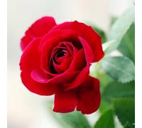 Yougarden Harkness Patio Rose 'love Never Dies' ™, Established Rose In 4 Litre Pot, Ready To Plant Red Rose, For Pots, Beds, And Borders