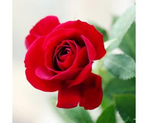 Yougarden Harkness Patio Rose 'love Never Dies' ™, Established Rose In 4 Litre Pot, Ready To Plant Red Rose, For Pots, Beds, And Borders