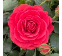 YouGarden Harkness Remembrance Rose 'Lest We Forget', Established 4 Litre Pot, Red Scarlet Floribunda, Bush Ready To Plant
