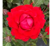 Yougarden Harkness Remembrance Rose 'lest We Forget', Gift Wrapped Established 4 Litre Pot, Red Scarlet Floribunda, Bush Ready To Plant