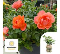 Yougarden Harkness Rose Alfred Robert Boe , 4 Litre Potted Gift Wrapped Rose, Colour-Changing Blooms, Strong Fragrance, Repeat Flowering, G