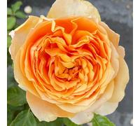 YouGarden Harkness Rose 'Always In Our Thoughts', Floribunda Shrub In 4 Litre Pot, Apricot Yellow Medium Fragrance