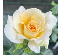 YouGarden Harkness Rose 'At Peace' ®, 4L Pot, Creamy Yellow Blooms, Established Plant, Ready For Planting