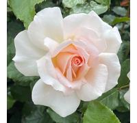 YouGarden Harkness Rose 'At Peace Apricot' ®, Established Rose in 4 Litre Pot, Ready to Plant, For Pots, Beds, and Borders