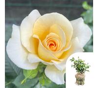 Yougarden Harkness Rose 'at Peace' , Gift Wrapped, 4L Pot, Creamy Yellow Blooms, Established Plant, Ready For Planting