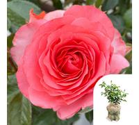 Yougarden Harkness Rose 'best Friends Forever' Gift Wrapped 4 Litre Pot, Ready To Plant Established Rose