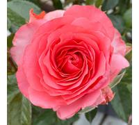 YouGarden Harkness Rose 'Best Friends Forever' Gift Wrapped 4 Litre Pot, Ready to Plant Established Rose