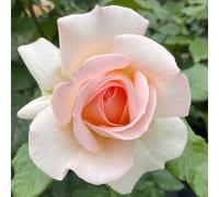 YouGarden Harkness Rose 'Best Mum Ever', Gift Wrapped Established Rose Plant in 4 Litre Pot, Ready to Plant, For Pots, Beds, and Borders, Garden Plants Gift Wrapped