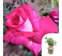 Yougarden Harkness Rose 'best Wishes' ™, Gift Wrapped Hybrid Tea 4 Litre Pot, Pink Blooms, Fragrant Gift Ready