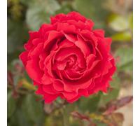 YouGarden Harkness Rose 'Carmen' ™, Established 4 Litre Pot, Deep Red Blooms, Upright Bushy Long Flowering, Garden Colour Ready