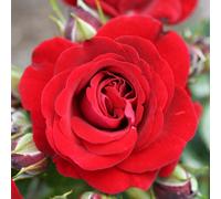 YouGarden Harkness Rose 'Carmen' ™, Established 4 Litre Pot, Deep Red Blooms, Upright Bushy Long Flowering, Garden Colour Ready