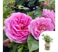 Yougarden Harkness Rose 'celebrating Life' , 4 Litre Potted Floribunda, Gift Wrapped Lilac Pink, Strong Scent, Ready To Plant Garden Shrub