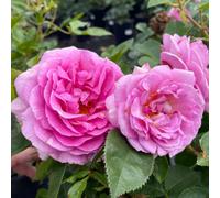 Yougarden Harkness Rose 'celebrating Life' , 4 Litre Potted Floribunda, Lilac Pink, Strong Scent, Ready To Plant Garden Shrub