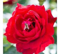 Yougarden Harkness Rose Climbing 'blooming Marvellous' ™, Established Plant In 4 Litre Pot, Summer To Autumn Flowering