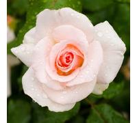 Harkness Rose 'Congratulations' ™, Established Rose in 4 Litre Pot, Ready to Plant, Pink Roses, Grow in Pots, Beds, and Garden Borders, Fragrant Plants