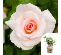 Yougarden Harkness Rose 'congratulations' ™, Gift Wrapped Established Rose In 4 Litre Pot, Ready To Plant, Pink Roses, Grow In Pots, Beds, A