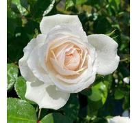 YouGarden Harkness Rose 'Cotton Wedding 2nd Anniversary' ®, Established Rose in 3-4L Pot, Ready to Plant
