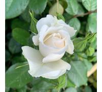 Yougarden Harkness Rose 'cotton Wedding 2Nd Anniversary' , Gift Wrapped Established Rose In 4L Pot, Ready To Plant