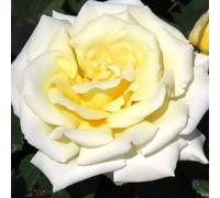Yougarden Harkness Rose 'diamond Days' , Gift Wrapped Established Plant In 4 Litre Pot, Ready To Plant