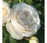 YouGarden Harkness Rose 'Diamond Wedding 60th Wrapped, 1 x 4 Litre Pot, Gift Roses