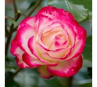 YouGarden Harkness Rose 'Double Delight', Established Plant in 3 Litre Pot, Ready to Plant, For Pots, Beds, and Borders