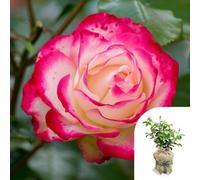 Yougarden Harkness Rose 'double Delight', Gift Wrapped Established Plant In 3 Litre Pot, Ready To Plant, For Pots, Beds, And Borders