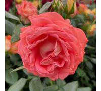 Yougarden Harkness Rose 'fab At 50' , Birthday Present, 50Th Gift, Presented In A 4 Litre Pot, Ready To Plant
