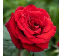 YouGarden Harkness 'Fab at 60' ® Birthday Rose, Potted in a 4 Litre, Garden Ready, Birthday 60th Gift