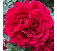 Yougarden Harkness Rose 'fetzer Syrah' , Floribunda 4 Litre Pot Velvet Red Strong Fragrance