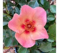 YouGarden Harkness Rose For Your Eyes Only 3L-4L potted