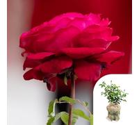 YouGarden Harkness Rose 'Forever in our Hearts', Gift Wrapped Hybrid Tea Rich Red Fragrant Repeat Flowering, 4 Litre Pot